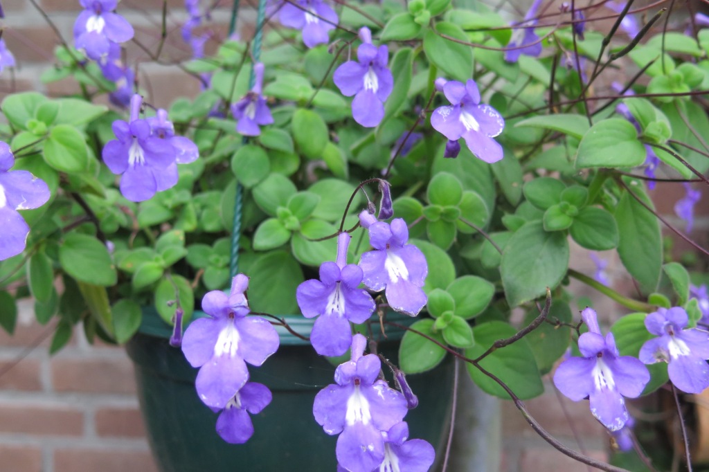 (patio)plant met blauwe bloempjes geliefd bij insecten